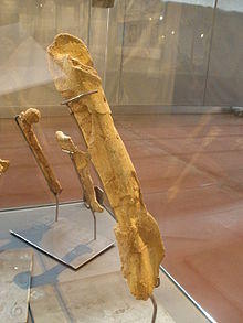 Tarascosaurus salluvicus femur.JPG