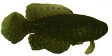 Transparent killifish.png