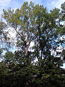 Ulmus x hollandica 'Major'. Fettes Row, New Town, Edinburgh (2).jpg