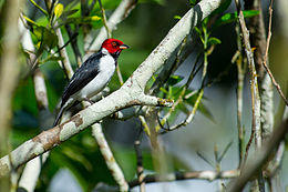 Paroaria gularis, Red-capped Cardinal.jpg