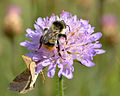 Bombus sylvarum (male) - Knautia arvensis - Keila2.jpg