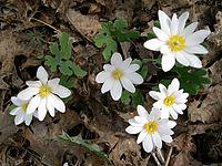 Bloodroot (Sanguinaria canadensis) - Flickr - Jay Sturner.jpg