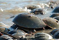 Limulus polyphemus horseshue crab on coast.jpg