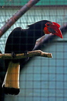 Aceros Leucocepalus.jpg