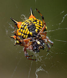 Austracantha minax spider, common name, Christmas spider, photographed at Darlington, Western Australia on 4th January 2013.jpg
