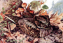 Caprimulgus vociferusAAP065B.jpg
