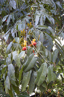 Castanospermum australe flowers and foliage.jpg