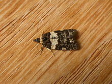 Dichelia cosmopis.jpg