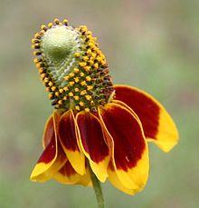 Mexican Hats (Ratibida columnifera).jpg
