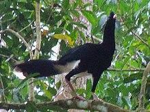 Mitu salvini 57851272 (cropped).jpg