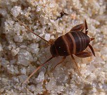Myrmecophila acervorum.jpg