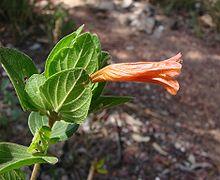 Ruellia villosa.jpg