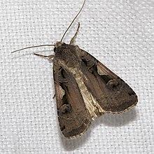 Xestia.c-nigrum.7381.jpg