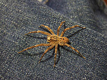 Zoropsis spinimana.jpg