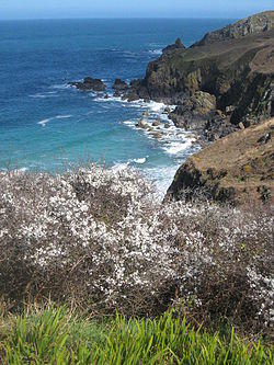 Boswednack Cliff - geograph.org.uk - 1241812.jpg