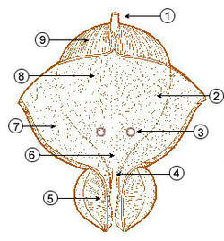 Illu quiz bladder 01.jpg