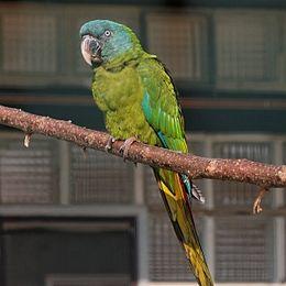 Primolius couloni -captive-8a-3cp.jpg