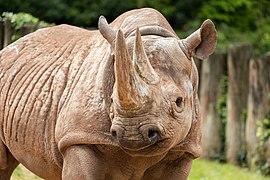 BlackRhinoSitaLR-7.jpg