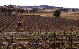 HunterValley1000.jpg