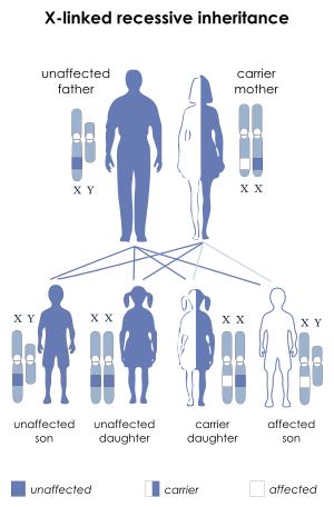 X-linked recessive.svg