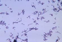 Propionibacterium acnes.tif