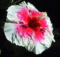 Pink and white flower