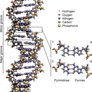 DNA Structure+Key+Labelled.pn NoBB.png