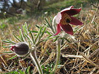 Pulsatilla cernua 1.JPG