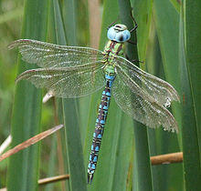 Aeshna viridis male 2534.jpg