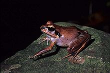 Aglyptodactylus securifer.jpg