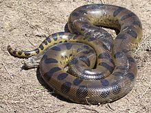 Anaconda Loreto Peru.jpg