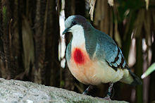 Australien2010 0547 LuzonBleedingHeart.jpg