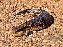 Blue-toungued skink444.jpg