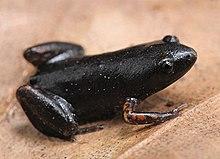 Chiasmocleis cordeiroi (10.3897-zookeys.753.21438) Figure 6 (cropped).jpg