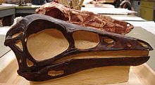 DromiceiomimusSkull.JPG