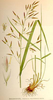 Festuca pratensis.jpg