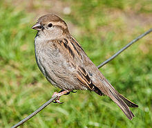 House Sparrow, England - May 09.jpg