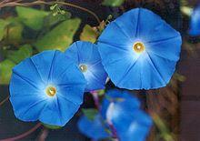 Ipomoea tricolor-1.jpg