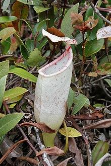 Nepenthes macfarlanei upper pitcher.jpg