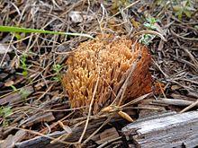 Ramaria flavescens 01.JPG