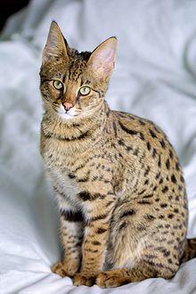 Savannah Cat portrait.jpg