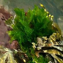 Sea lettuce in Brofjorden 1 - cropped.jpg