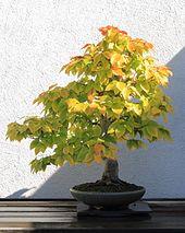 American Beech bonsai 272, October 10, 2008.jpg