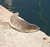 Monachus monachus.jpg