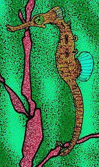 Hippocampus slovenicus.jpg