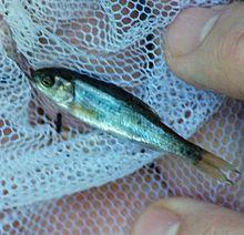 California roach (Lavinia symmetricus) netted in Adobe Creek II 2011-07-31.jpg
