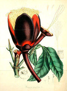 Caryocar nuciferum - Lemaire.JPG