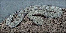 Cerastes vipera.jpg