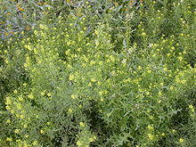 Descurainia pinnata 2005-02-20.jpg