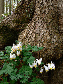 Dicentra cucullaria - Dutchmans Breeches 2.jpg